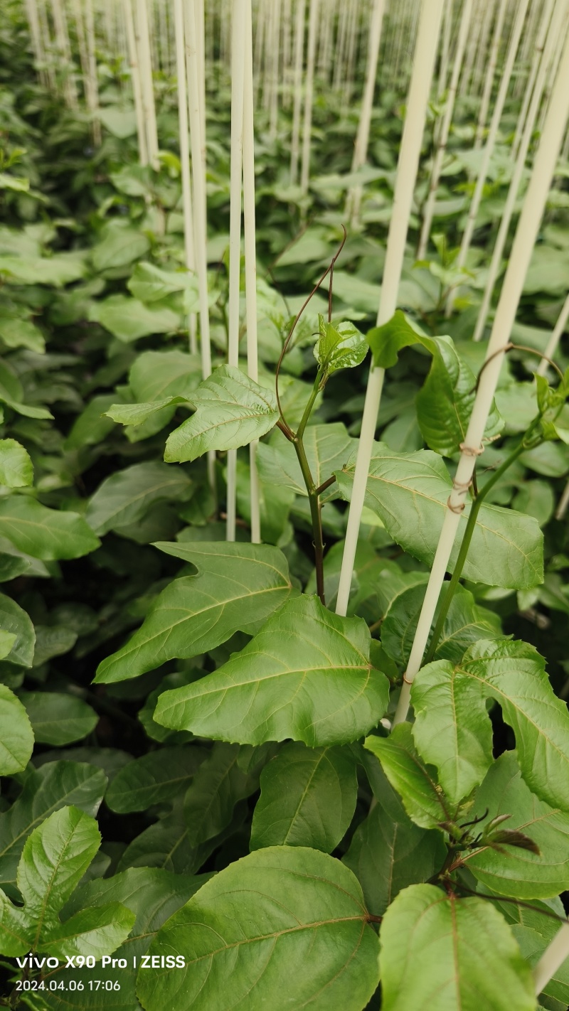 百香果苗百香果苗一手货源量大价优