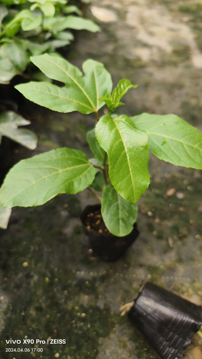 百香果苗百香果苗一手货源量大价优