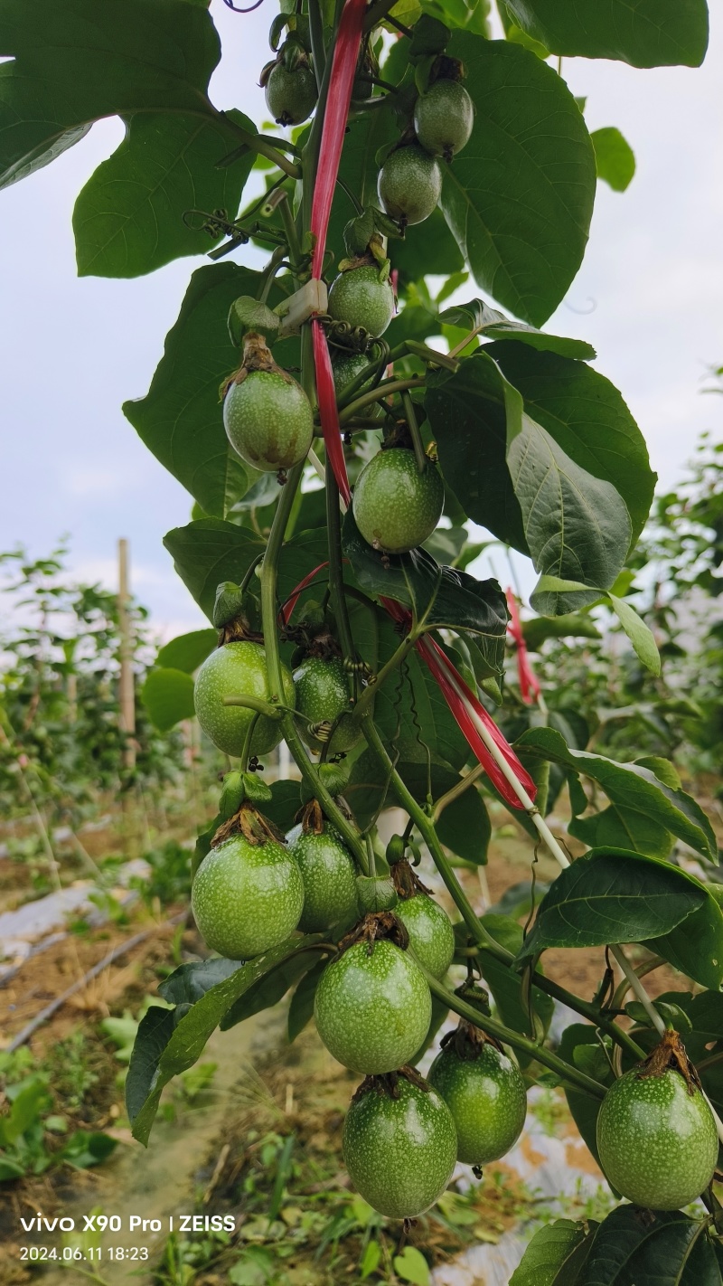 百香果苗百香果苗一手货源量大价优
