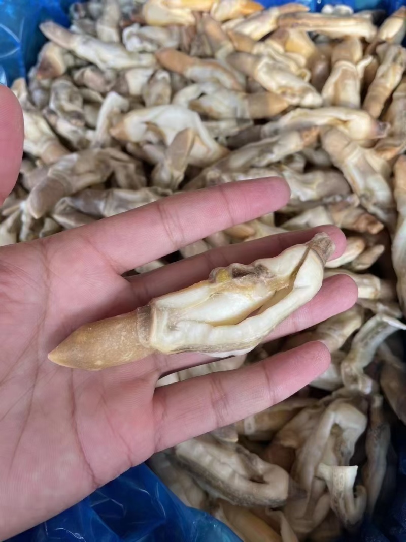 蛏王肉，蛏子肉，电商蛏王肉，干冰蛏子肉，无沙蛏王肉