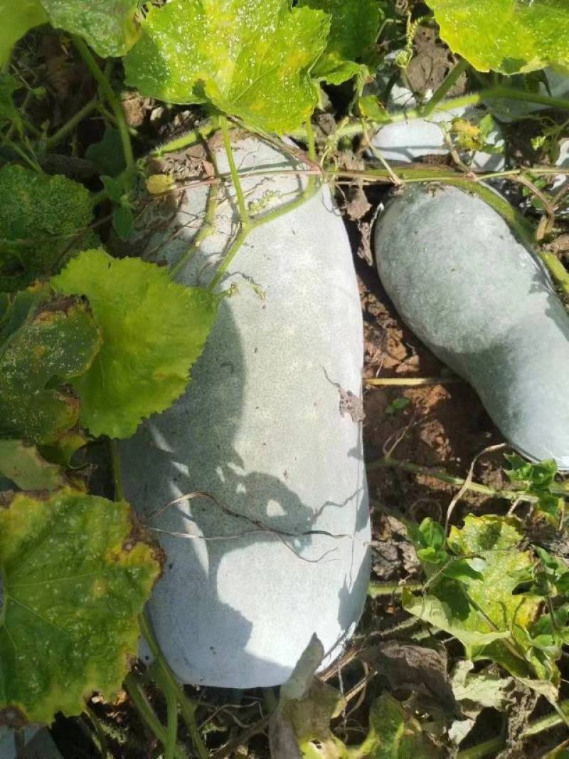 云南东瓜大量有货，看上的老板速联系！