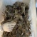 兴化大闸蟹