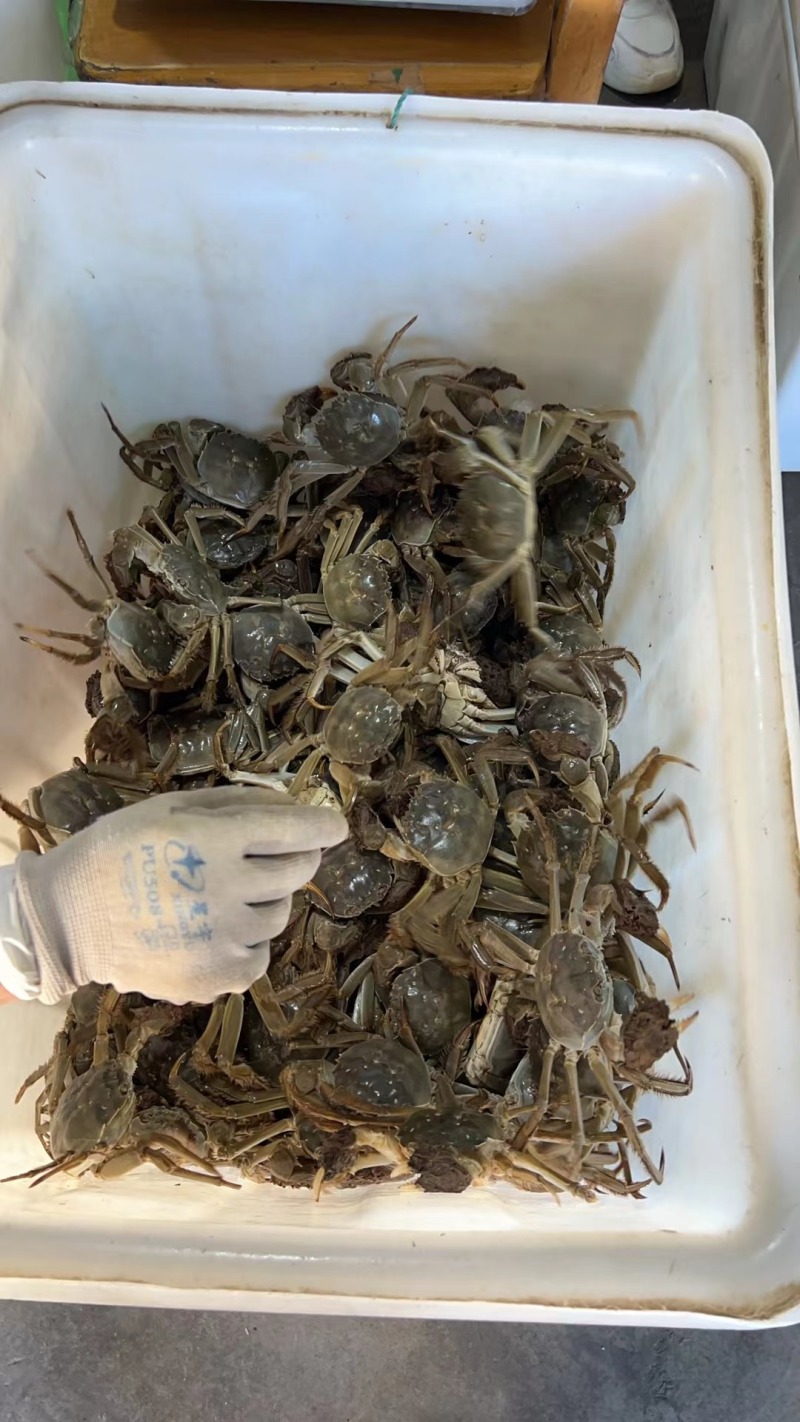 兴化大闸蟹