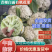 菜花白面青梗松花菜散花产地直发精品包装储存加工