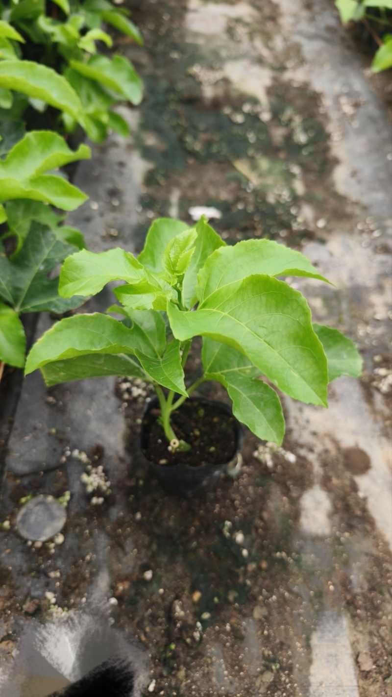【推荐】台农百香果苗台农一号百香果苗一手货源量大价优