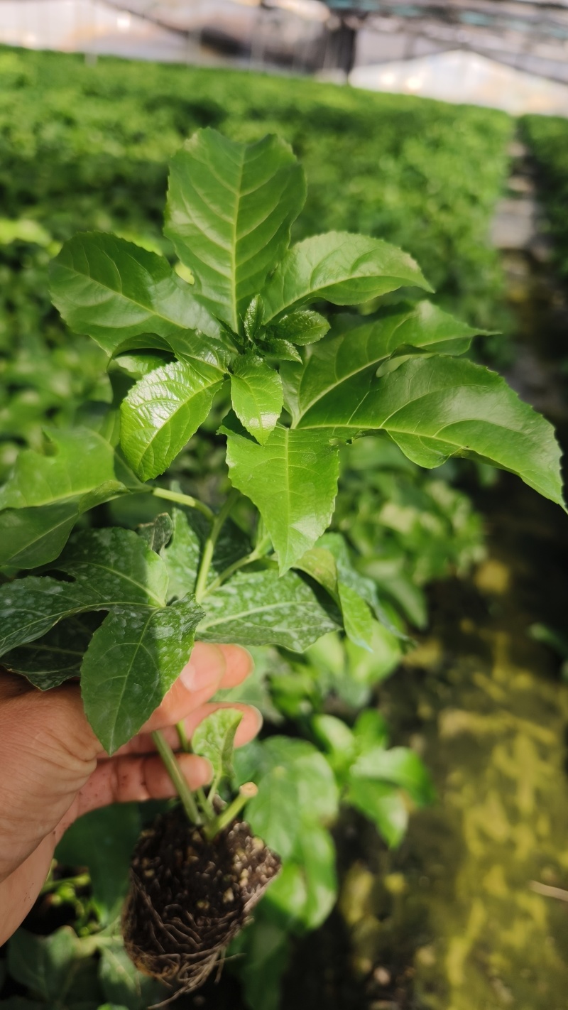 【推荐】台农百香果苗台农一号百香果苗一手货源量大价优