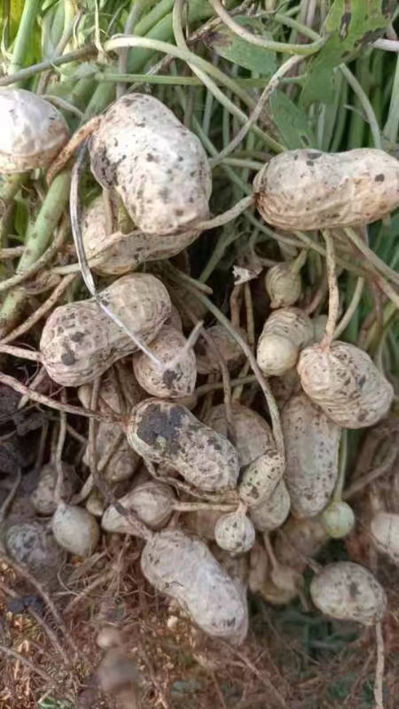 沂蒙山鲜花生白沙系列鲜花生80亩沙土产地农户