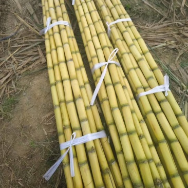 黄金甘蔗广西甘蔗新鲜黄皮甘蔗大量上市，对接超市，电商，市场