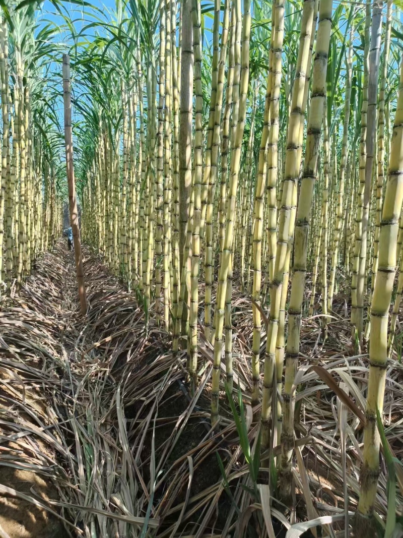 黄金甘蔗广西甘蔗新鲜黄皮甘蔗大量上市，对接超市，电商，市场