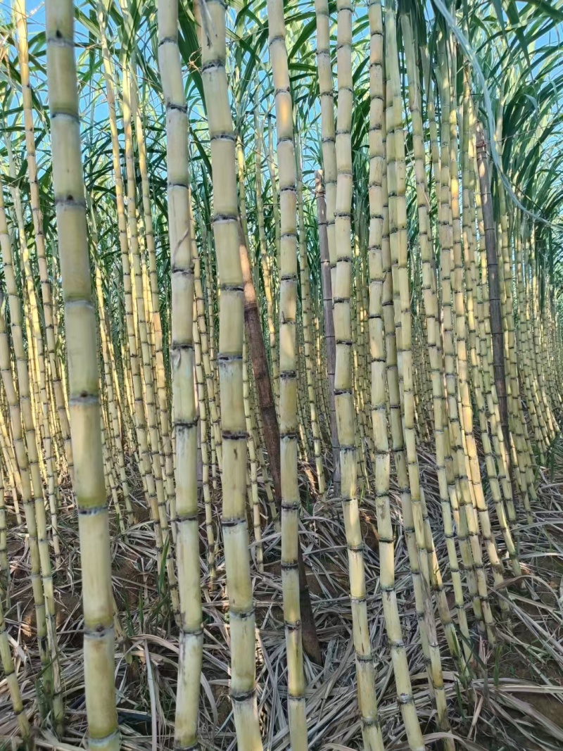 黄金甘蔗广西甘蔗新鲜黄皮甘蔗大量上市，对接超市，电商，市场