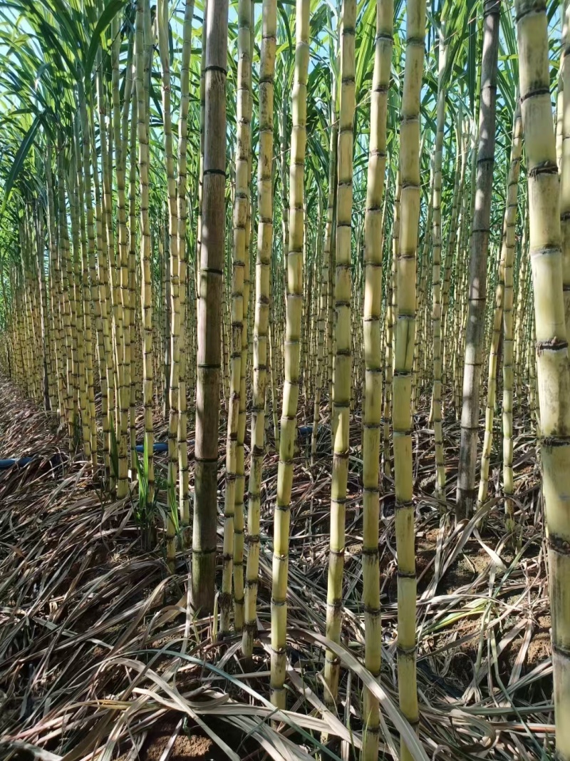 黄金甘蔗广西甘蔗新鲜黄皮甘蔗大量上市，对接超市，电商，市场