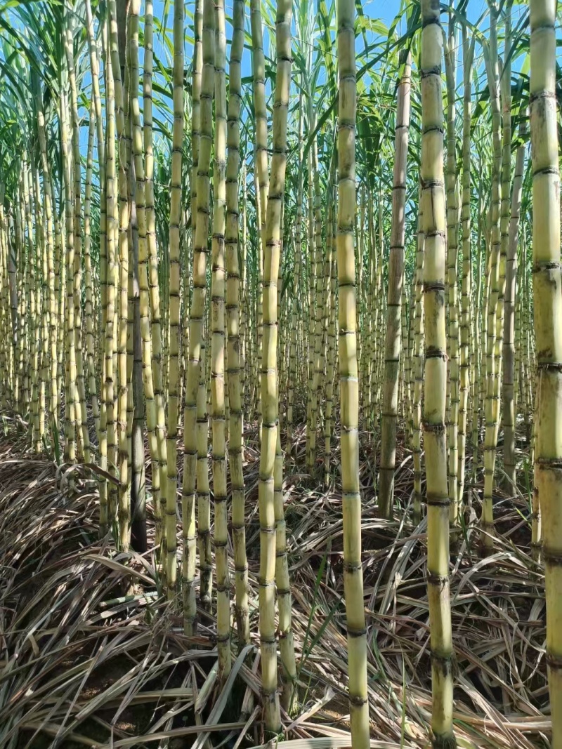 黄金甘蔗广西甘蔗新鲜黄皮甘蔗大量上市，对接超市，电商，市场