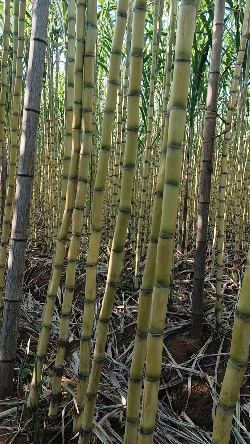 黄金甘蔗广西甘蔗新鲜黄皮甘蔗大量上市，对接超市，电商，市场