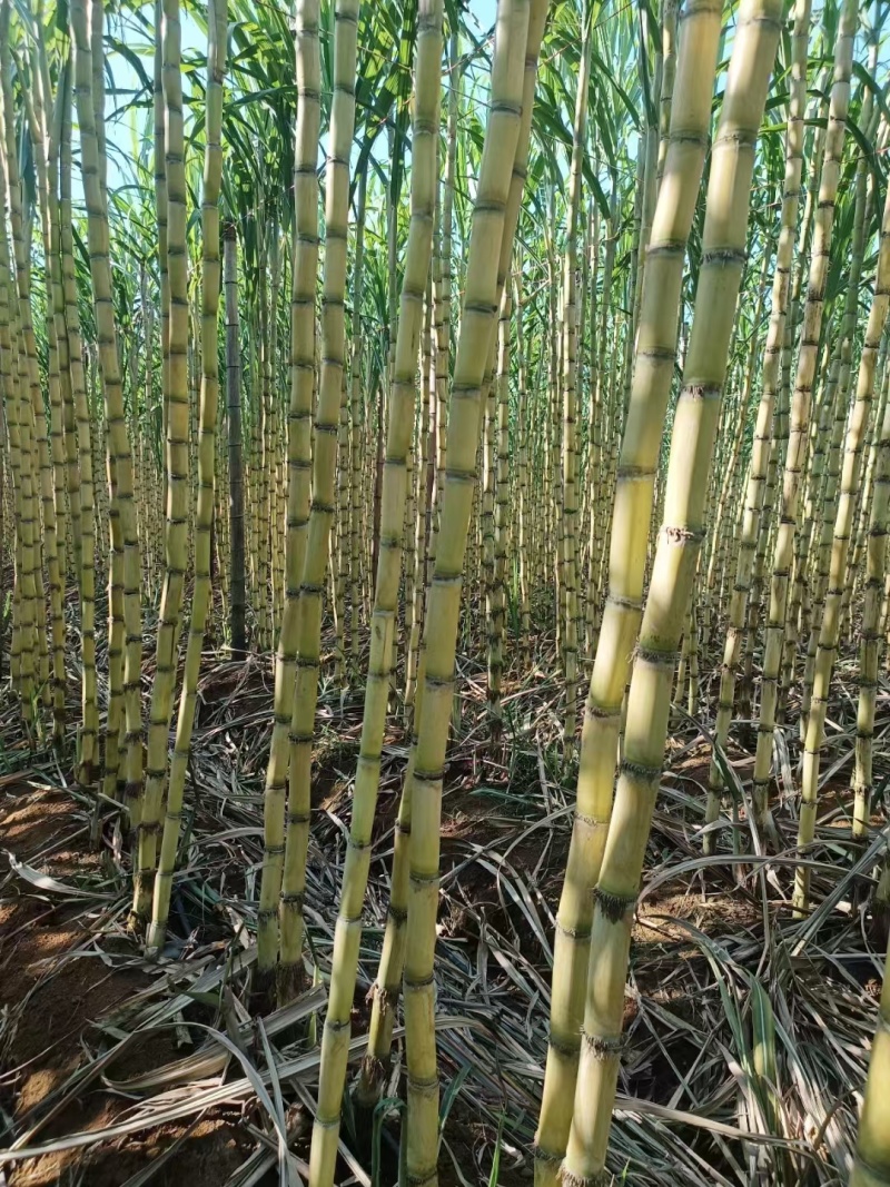 黄金甘蔗广西甘蔗新鲜黄皮甘蔗大量上市，对接超市，电商，市场