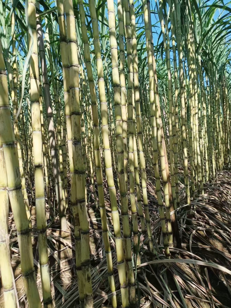 黄金甘蔗广西甘蔗新鲜黄皮甘蔗大量上市，对接超市，电商，市场