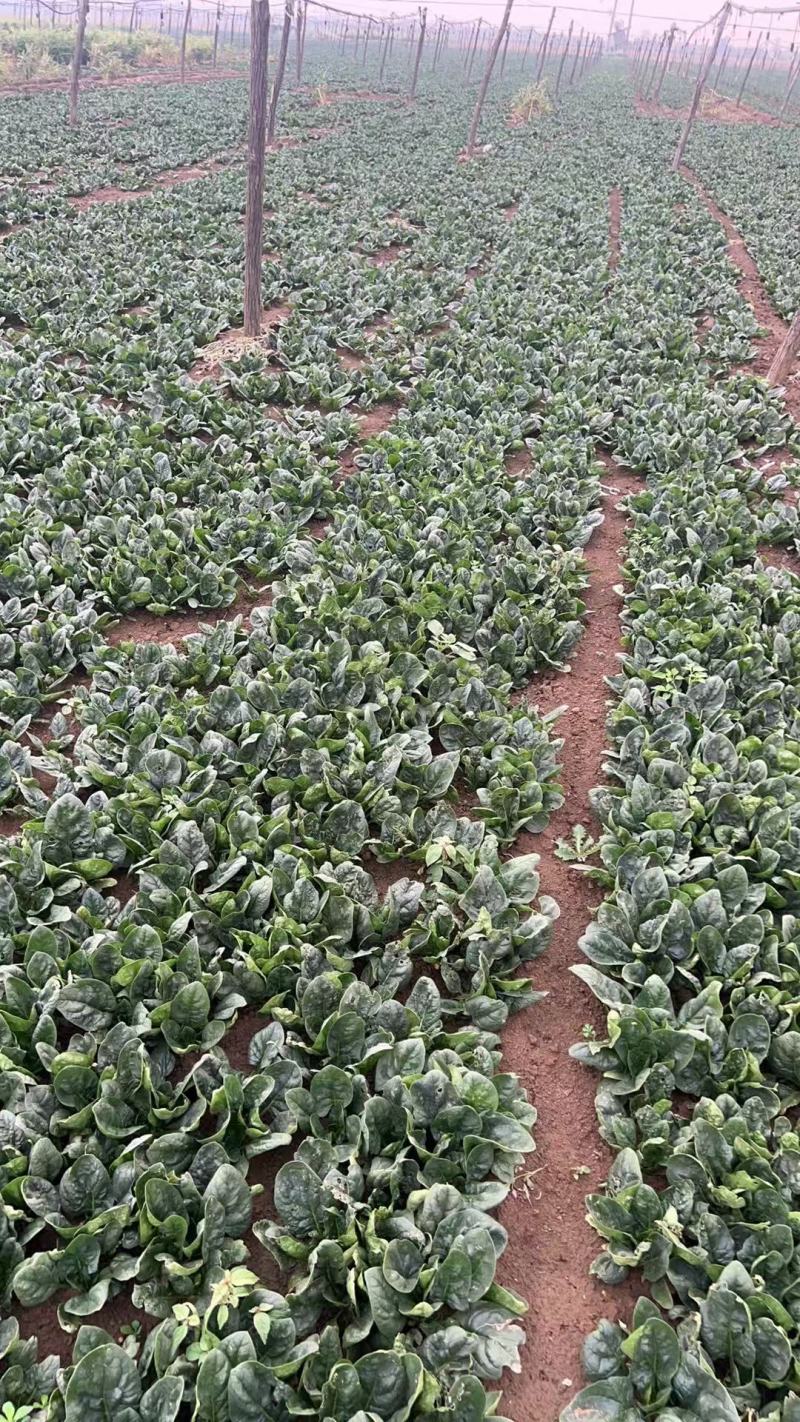 河南趴地小菠菜，菠菜各种包装，产地直发