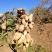 沂蒙山鲜花生白沙系列鲜花生80亩沙土产地农户
