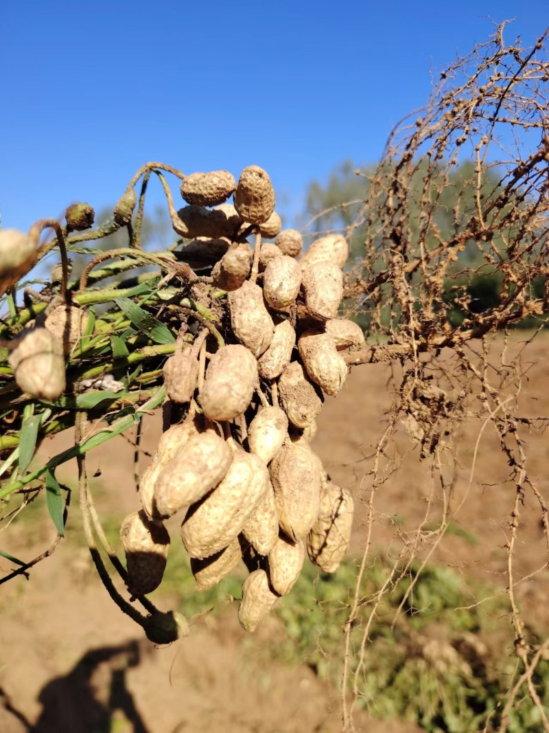 沂蒙山鲜花生白沙系列鲜花生80亩沙土产地农户