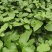 【推荐】百香果苗黄金百香果苗一手货源量大价优