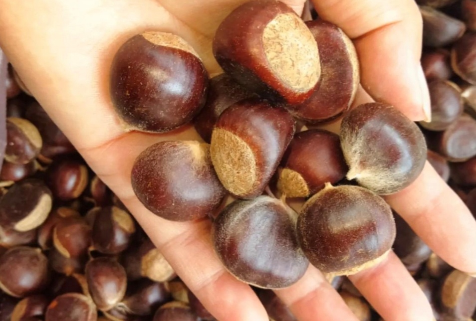 栗子果实与外壳特写,展示其棕色外壳和金黄色果肉 栗子果实与外壳特写