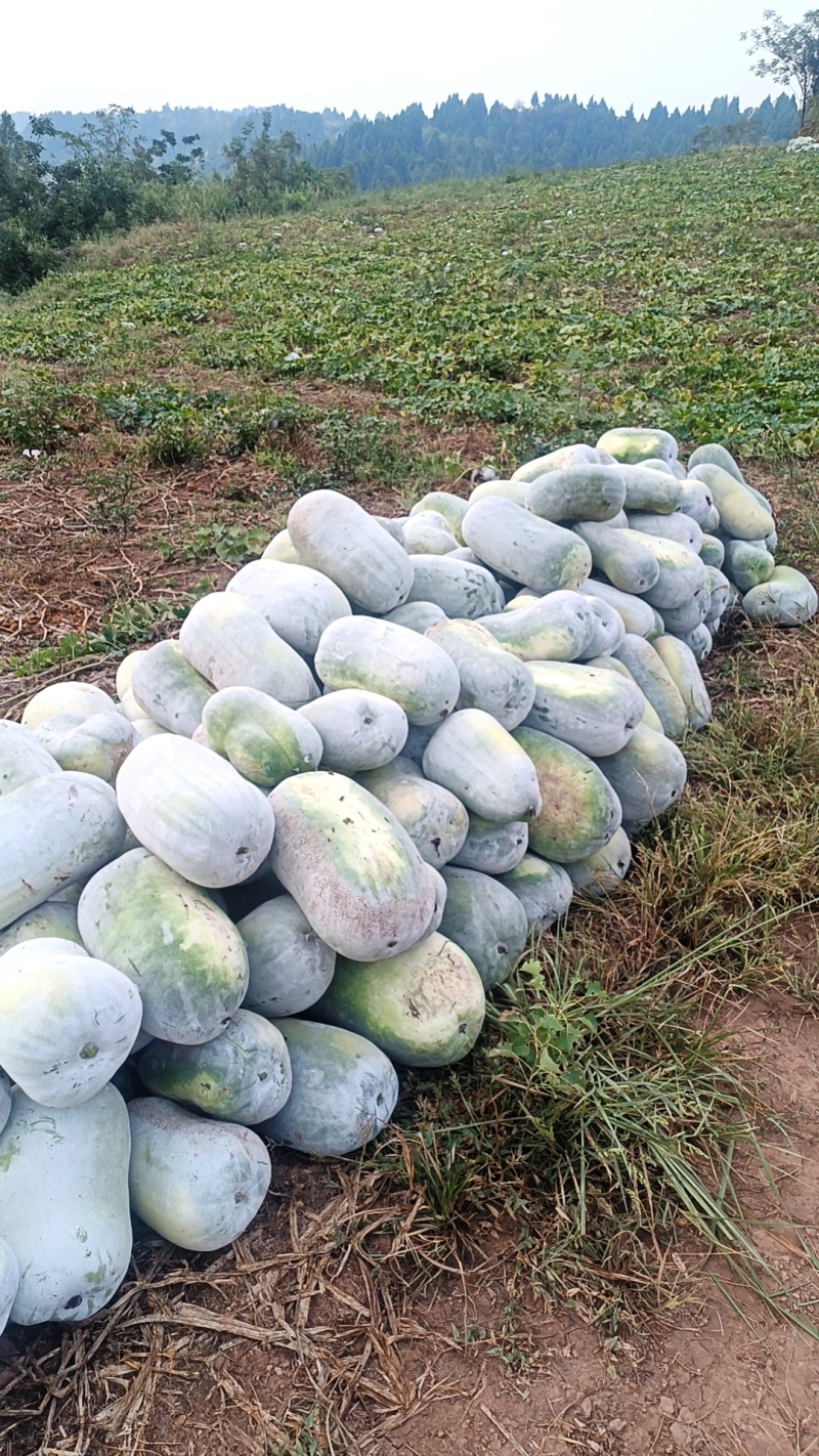 白冬瓜，银灰冬瓜