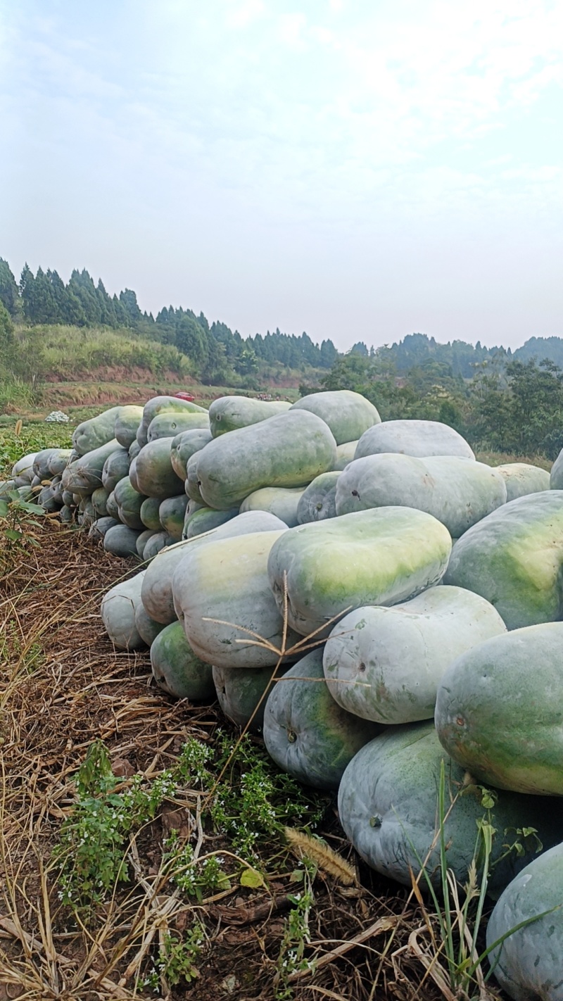 白冬瓜，银灰冬瓜