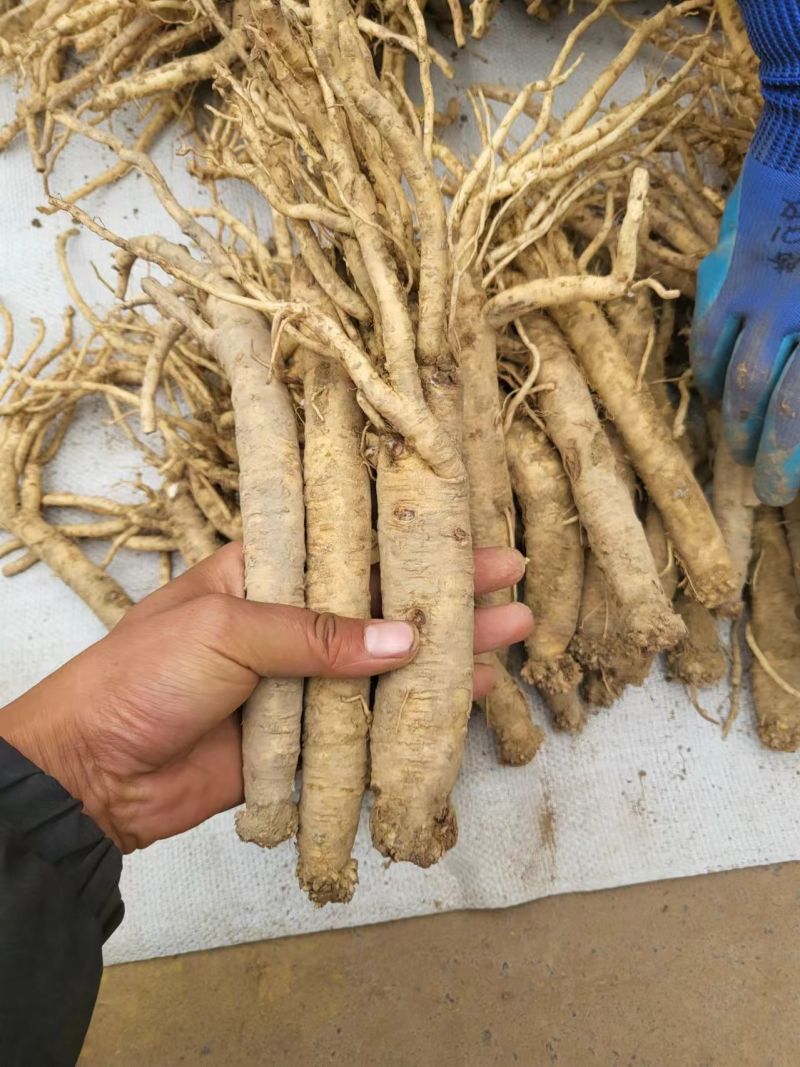 定西优质黄芪，货源充足，产地直发，欢迎各位老板咨询联系