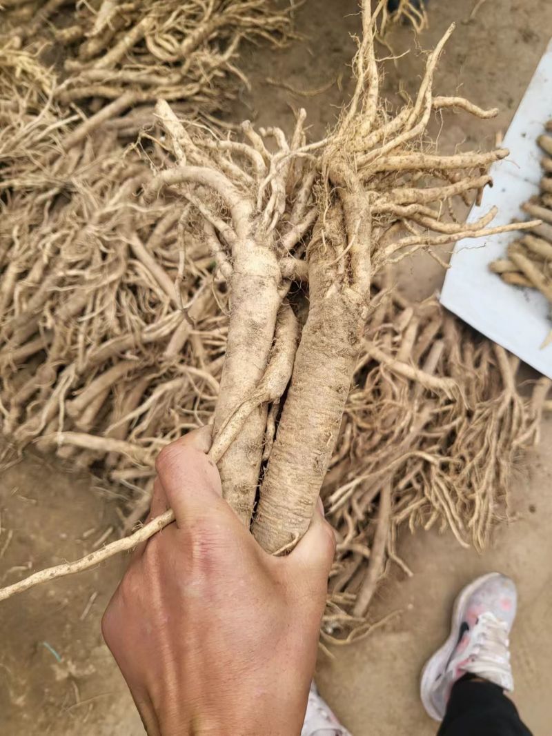 定西优质黄芪，货源充足，产地直发，欢迎各位老板咨询联系