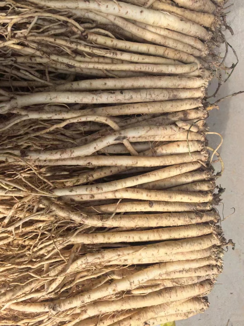 定西优质黄芪，货源充足，产地直发，欢迎各位老板咨询联系
