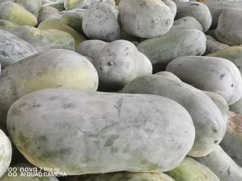 四川简阳白皮冬瓜老冬瓜