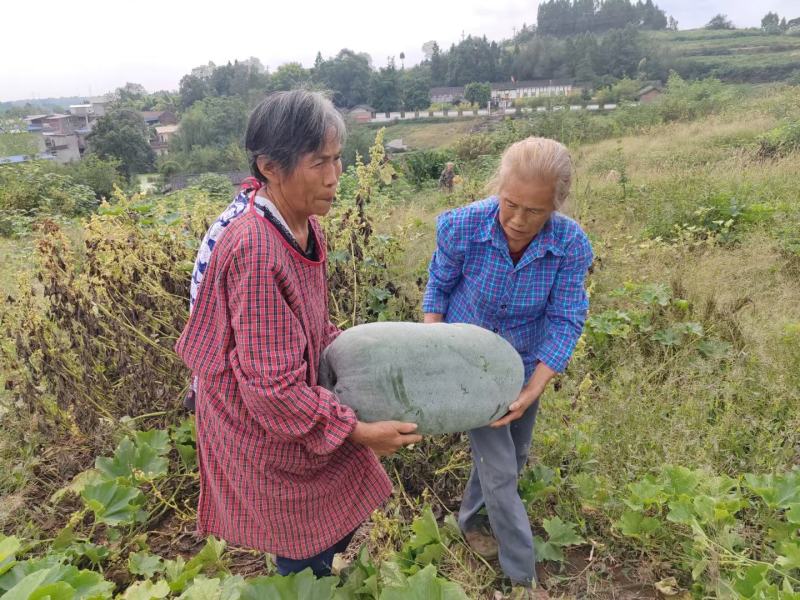 四川简阳白皮冬瓜老冬瓜