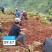 需要凉薯的老板联系，果型啥的都好