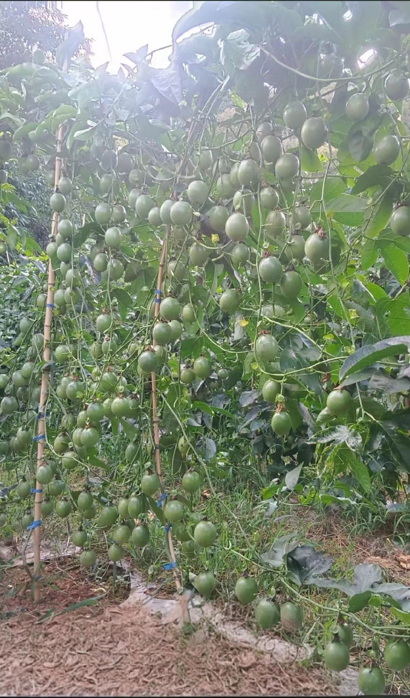 【推荐】紫香1号百香果苗10~20cm一手货源量大价优
