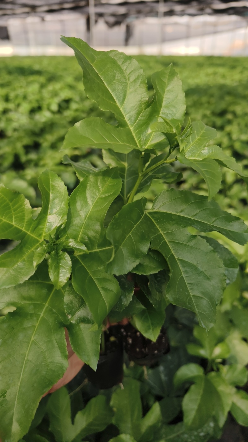 【推荐】紫香1号百香果苗10~20cm一手货源量大价优