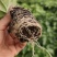 【推荐】紫香1号百香果苗10~20cm一手货源量大价优
