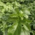 【推荐】紫香1号百香果苗10~20cm一手货源量大价优