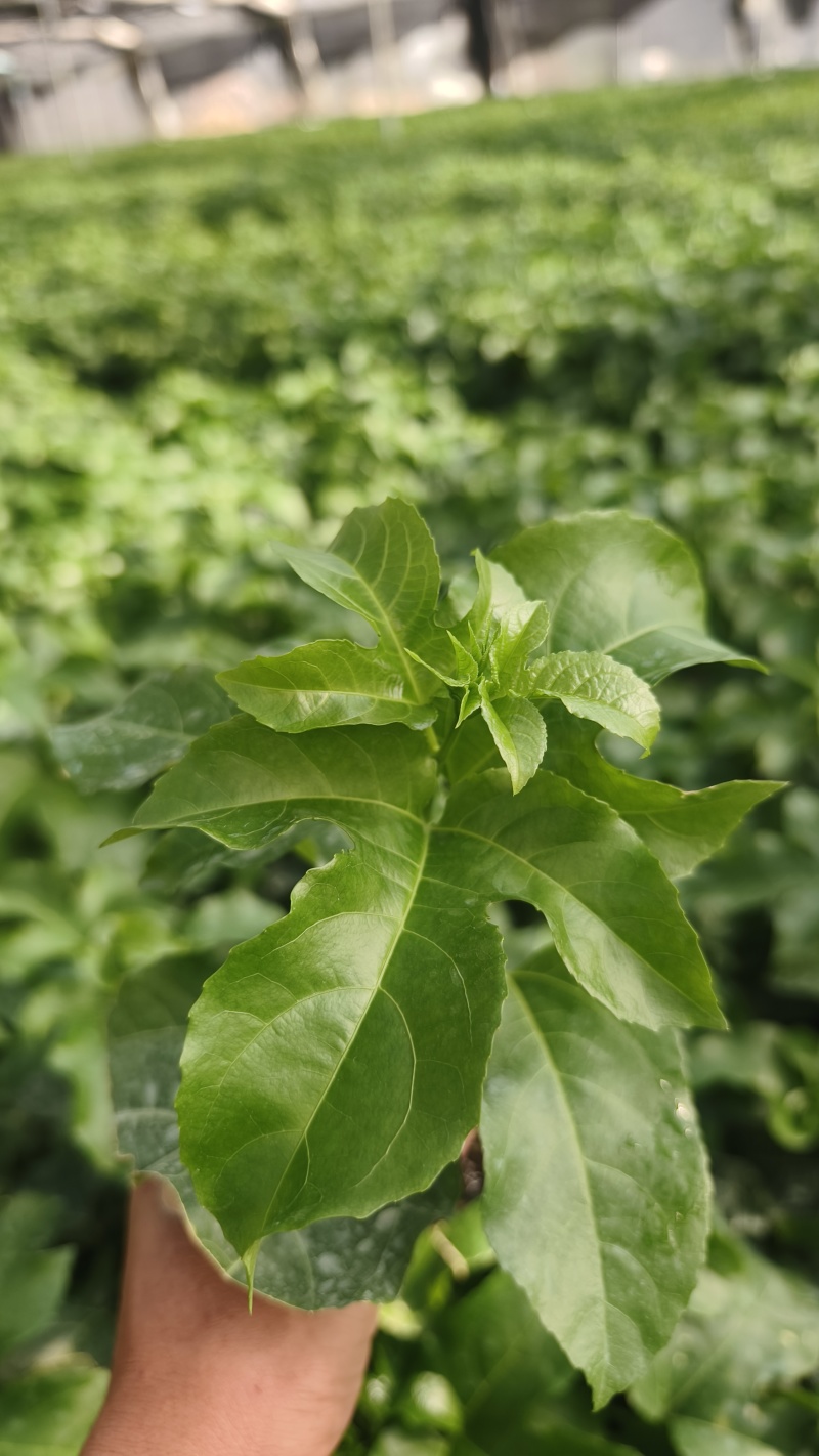 【推荐】紫香1号百香果苗10~20cm一手货源量大价优