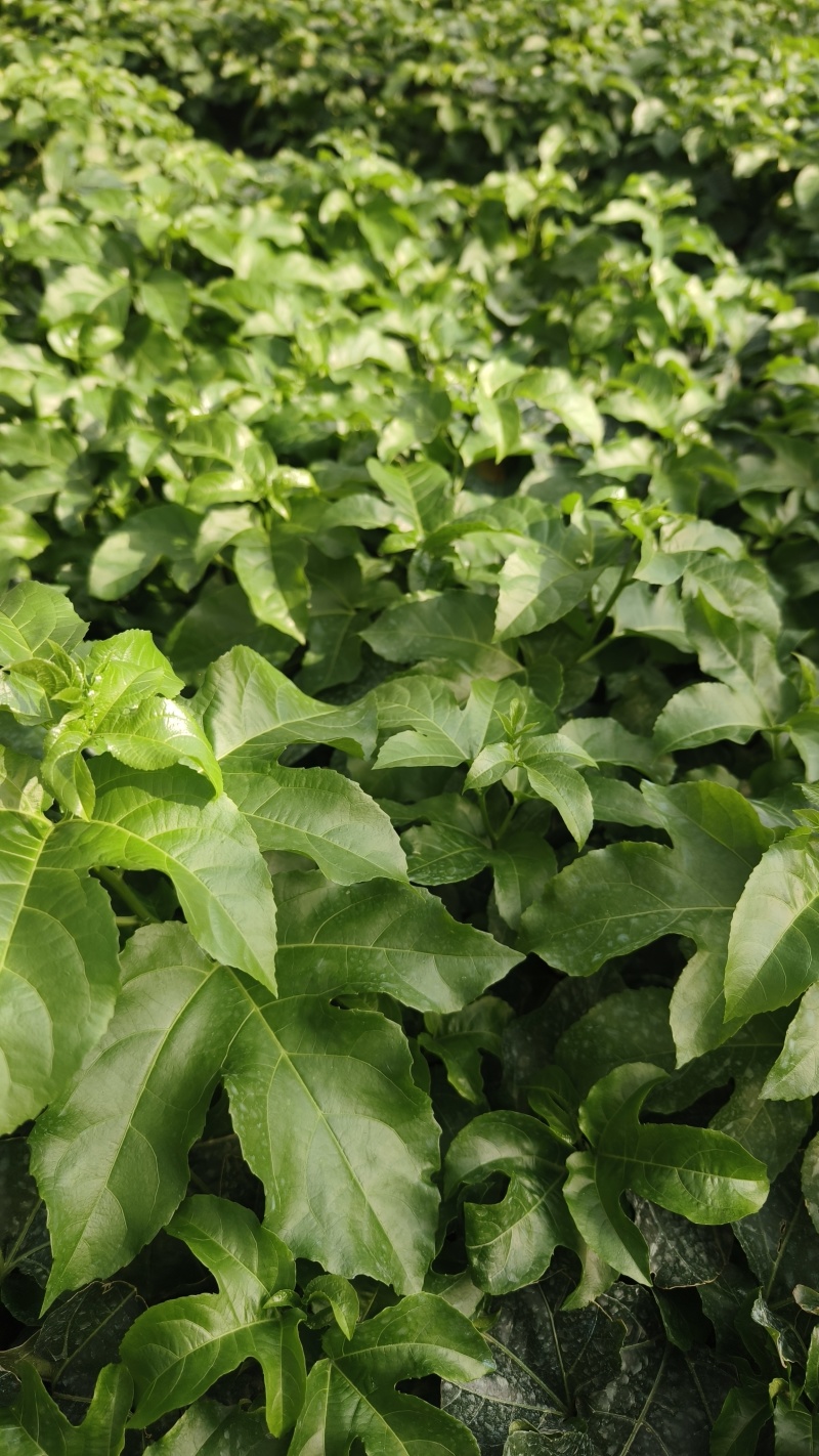【推荐】紫香1号百香果苗10~20cm一手货源量大价优
