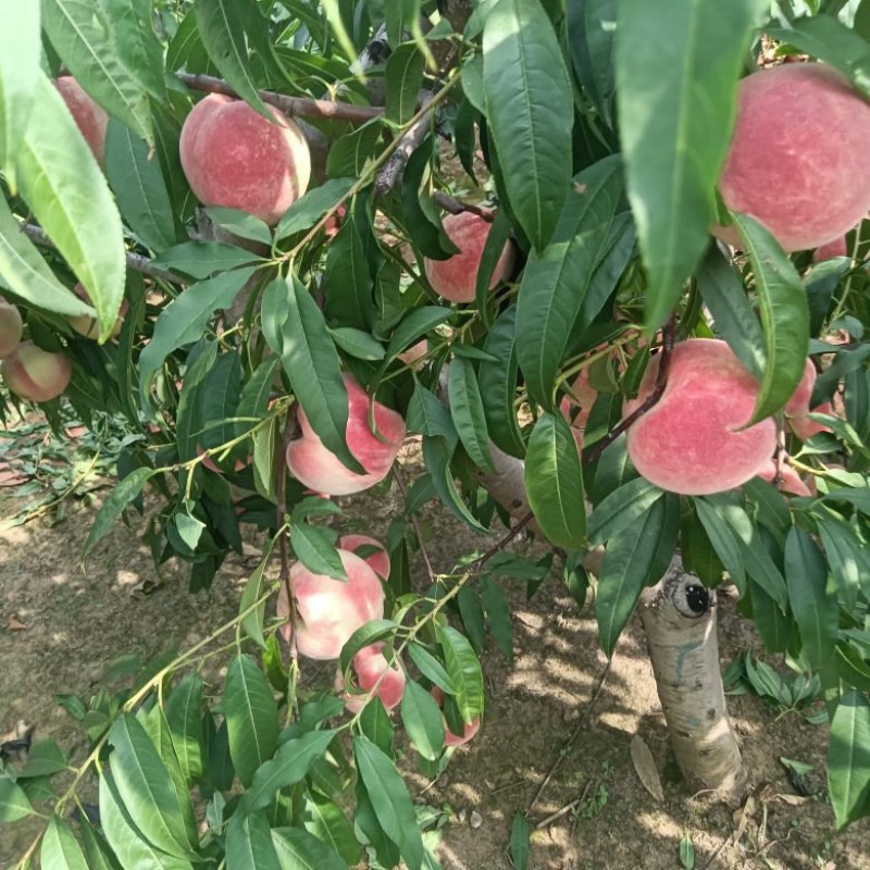 金秋红蜜，迎霜红大量上市有需要可以联系我了