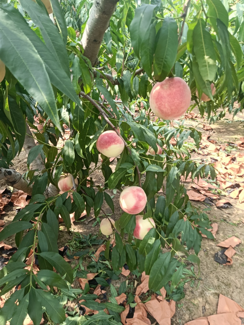金秋红蜜，迎霜红大量上市有需要可以联系我了