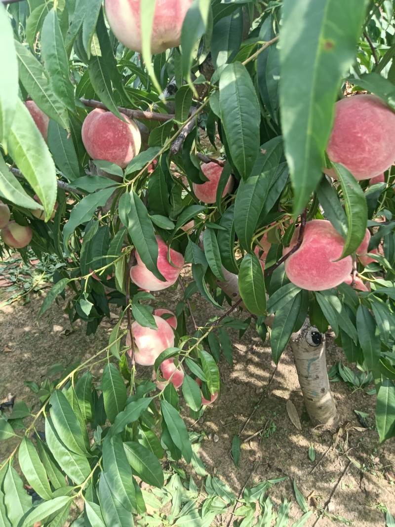 金秋红蜜，迎霜红大量上市有需要可以联系我了