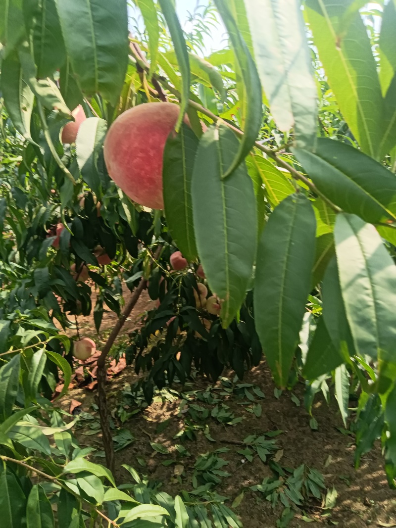 金秋红蜜，迎霜红大量上市有需要可以联系我了