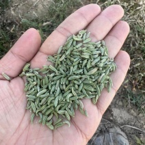 小茴香精品小茴香香料一手货源品质保证可视频欢迎下单