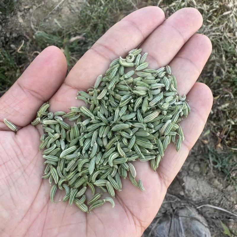 小茴香精品小茴香香料一手货源品质保证可视频欢迎下单