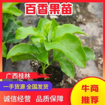 【推荐】台农百香果苗台农一号百香果苗一手货源量大价优