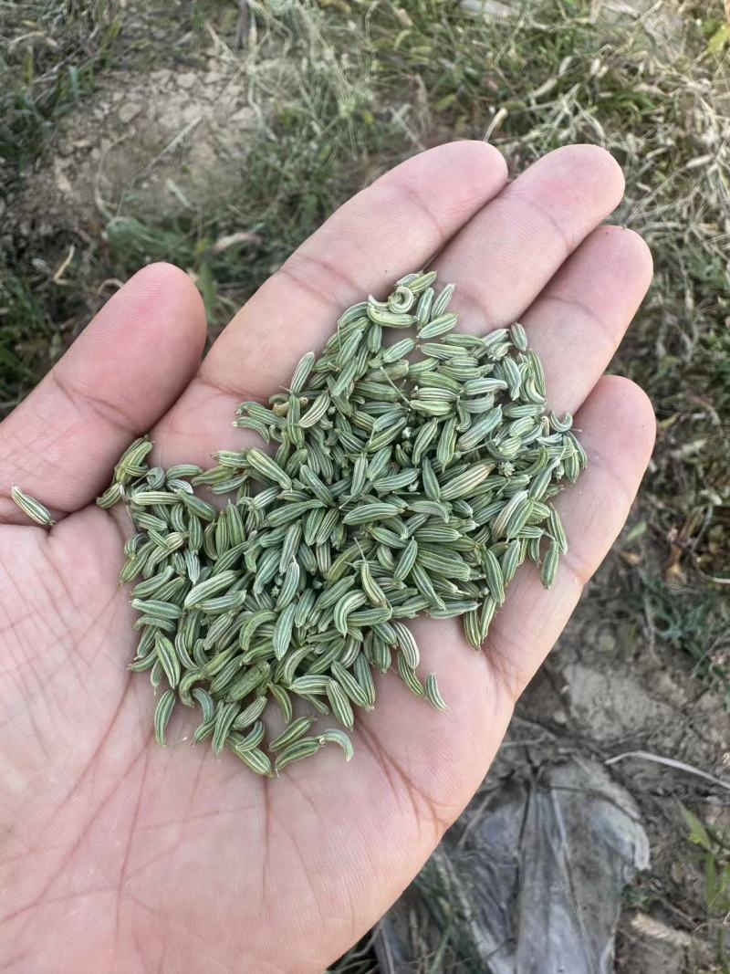 小茴香精品小茴香香料一手货源品质保证可视频欢迎下单