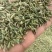 小茴香精品小茴香香料一手货源品质保证可视频欢迎下单
