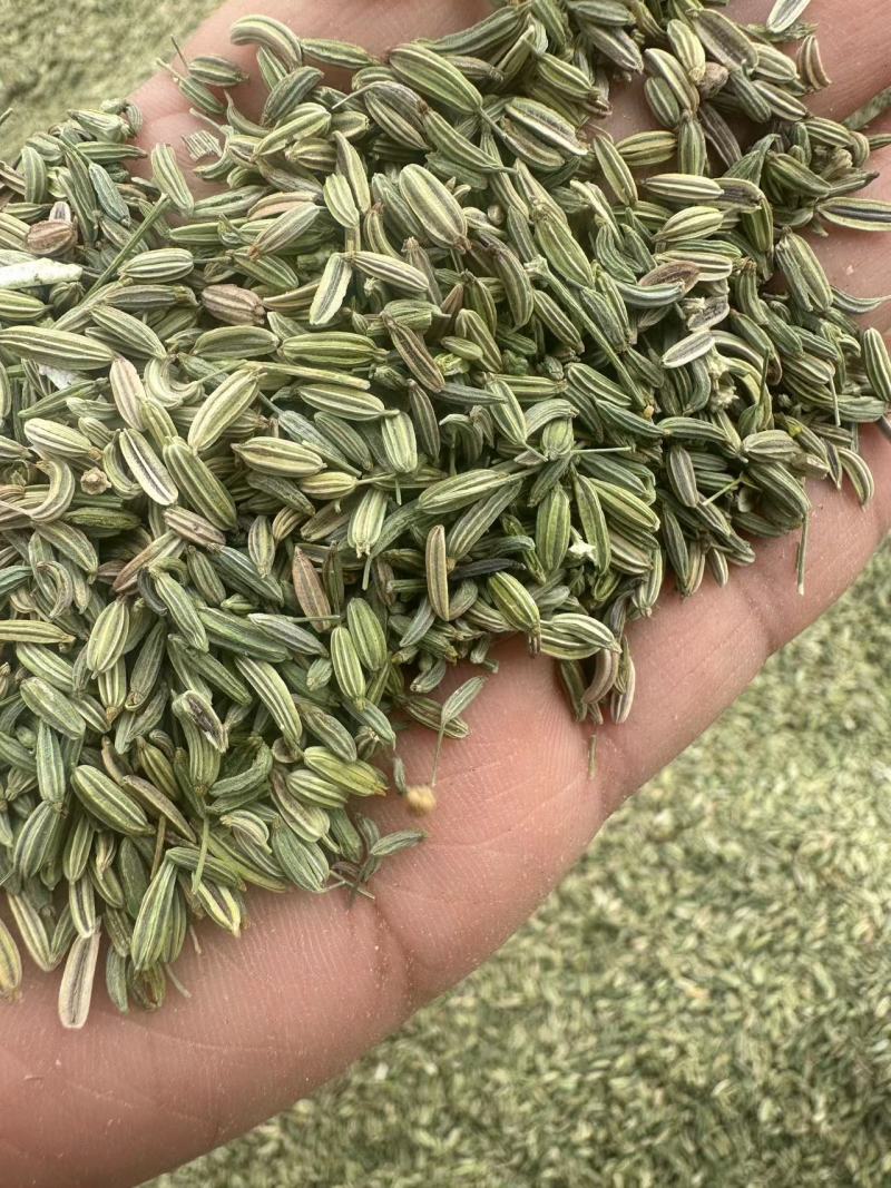 小茴香精品小茴香香料一手货源品质保证可视频欢迎下单