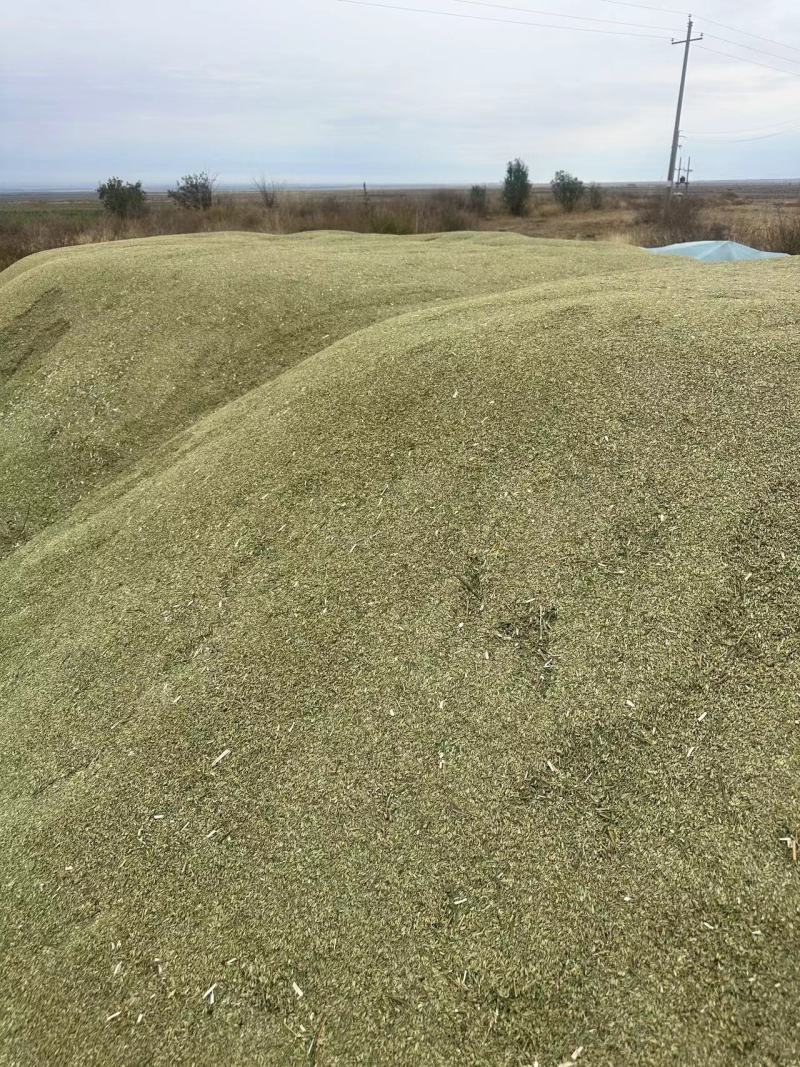 小茴香精品小茴香香料一手货源品质保证可视频欢迎下单
