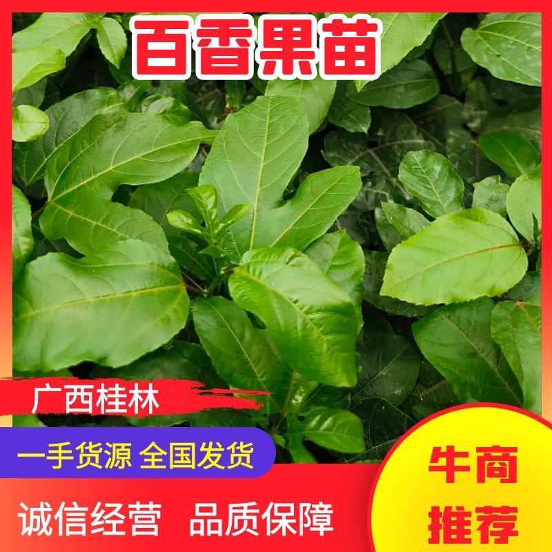 【推荐】百香果苗黄金百香果苗一手货源量大价优